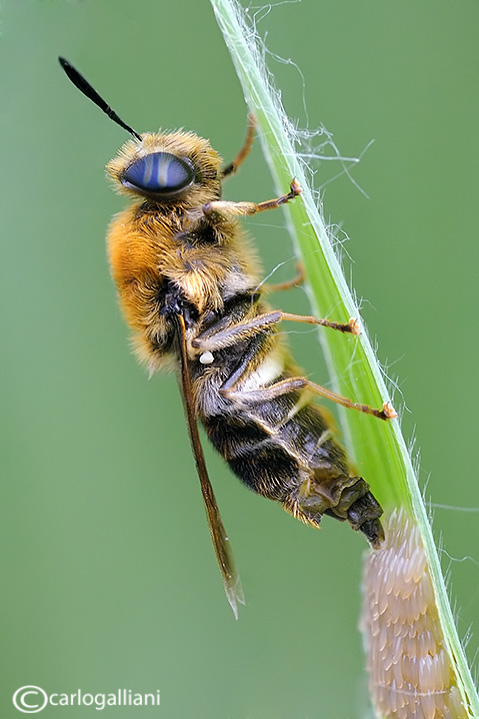 Ovodeposizione di Stratiomydae
