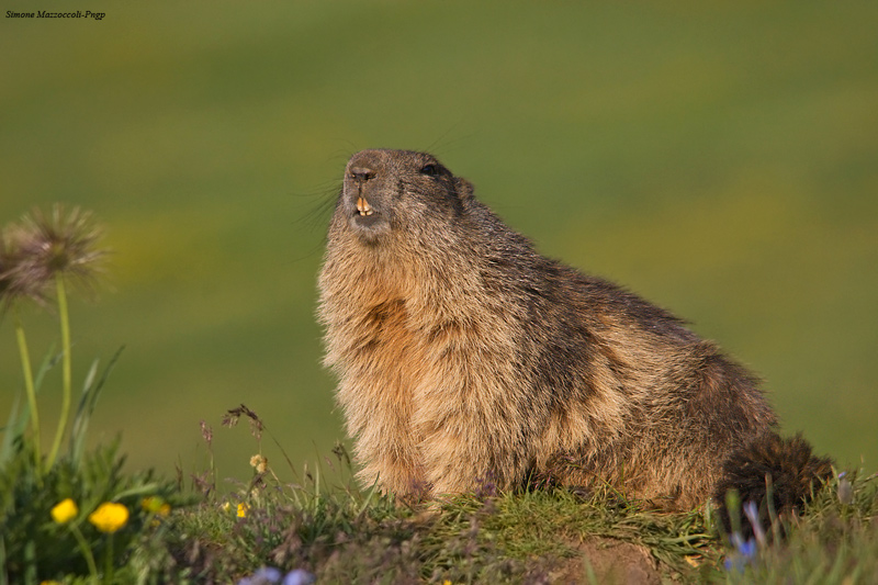 Marmotta sorridente