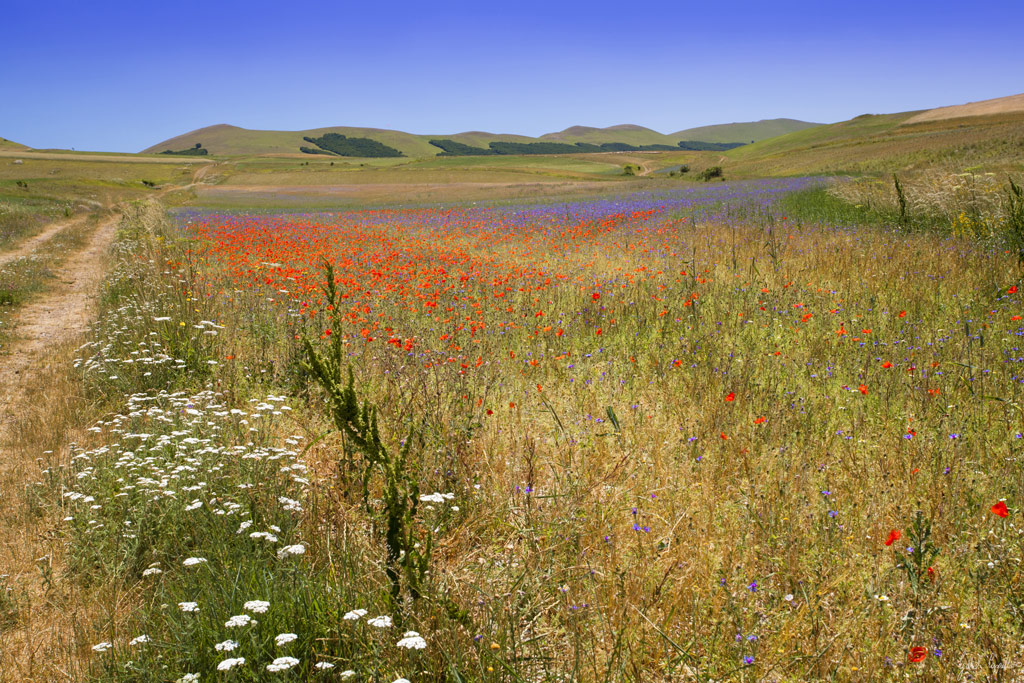 Castelluccio #2