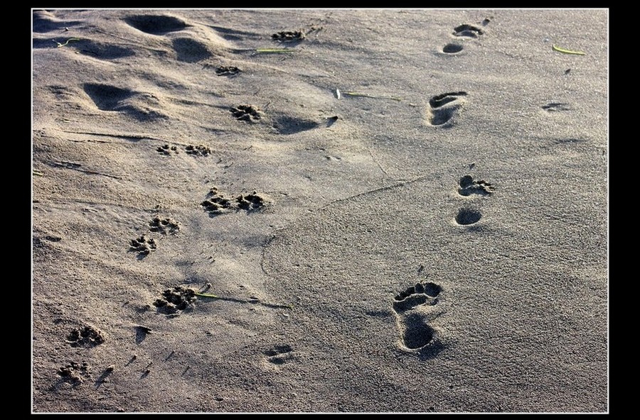 serie contro l'abbandono degli animali:" perch� no???cane e uomo in spiaggia si pu�!"