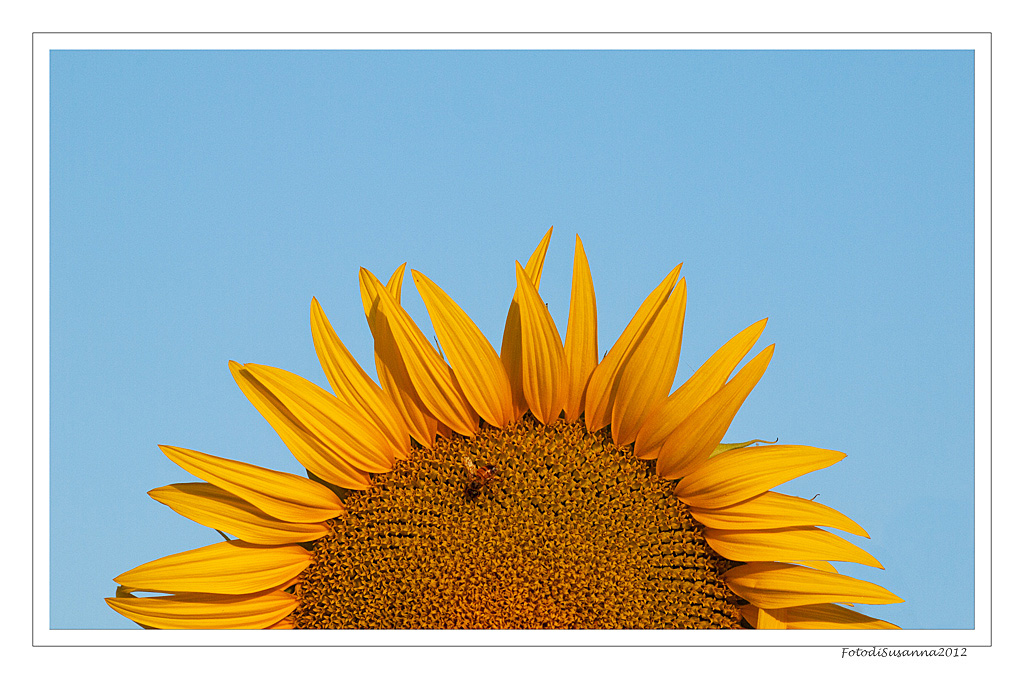 Sole nascente (con macchia solare :)...)