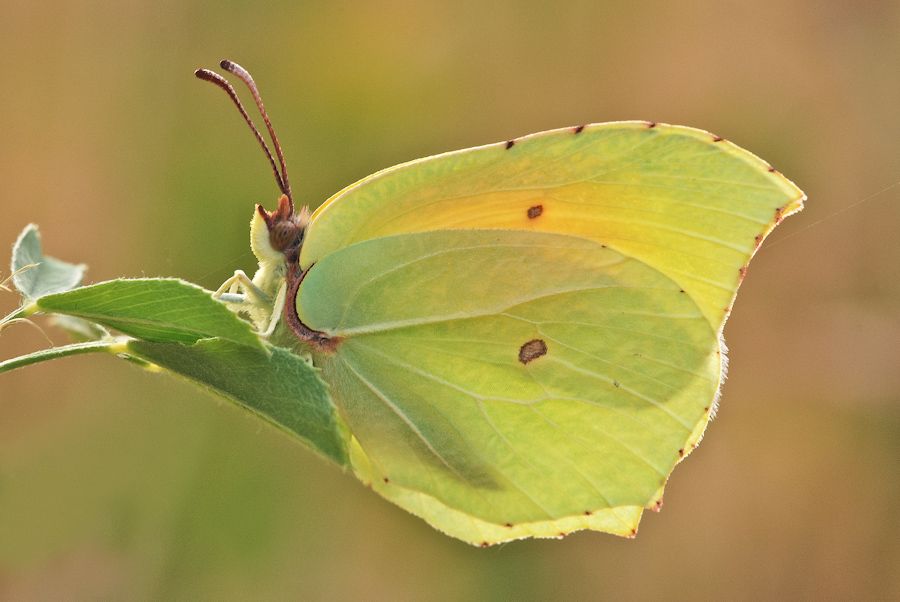 Gonepteryx cleopatra