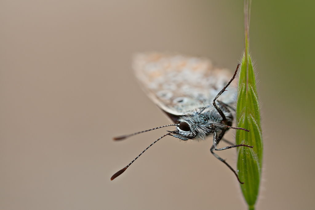 licedine equilibrista