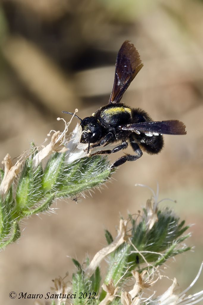 Xylocopa-violacea