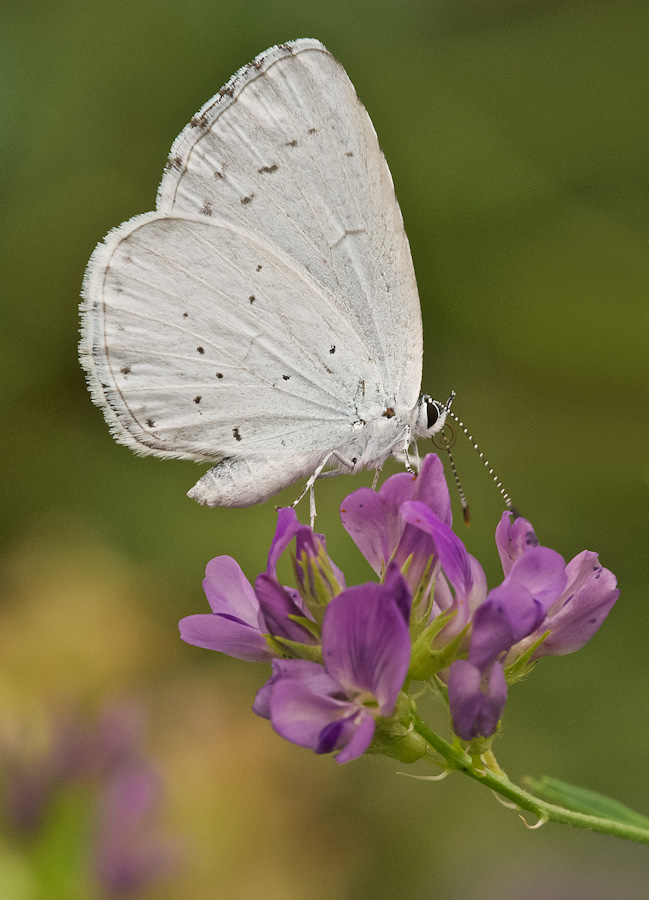 Celastrina argiolus