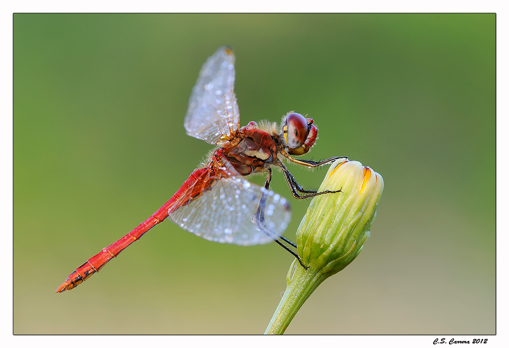 Sympetrum fonscolombii maschio