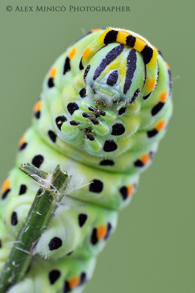 Papilio machaon
