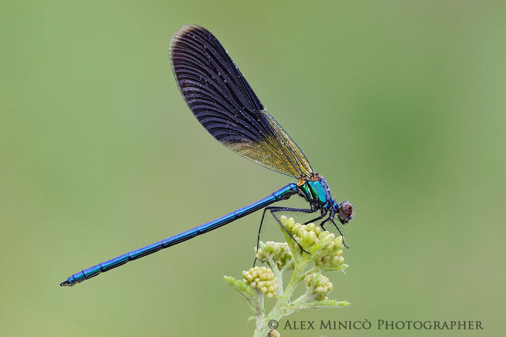Calopteryx splendens