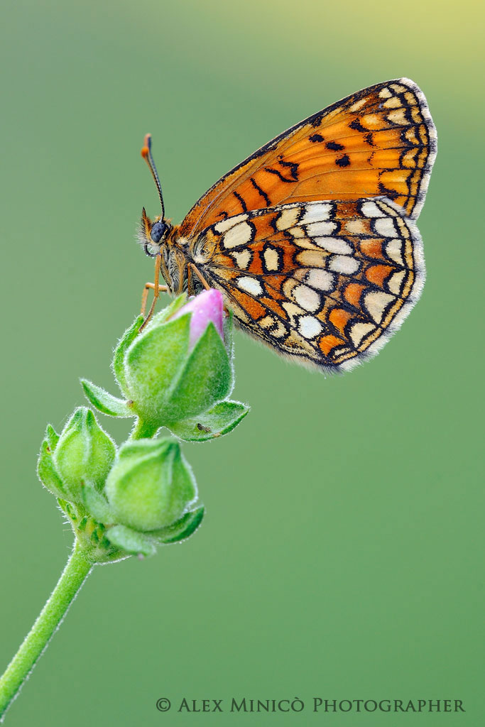 Melitaea athalia