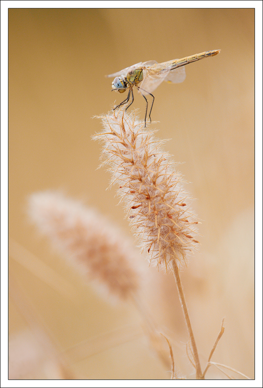 Sympetrum