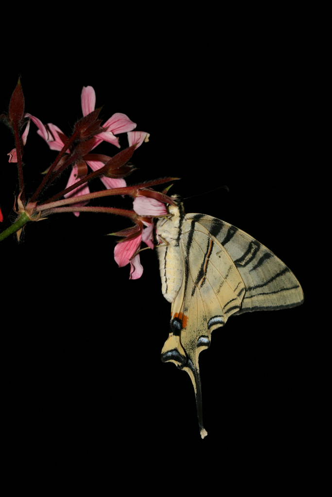 Iphiclides podalirius