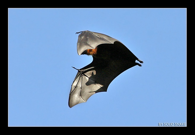Bat in a blue sky...