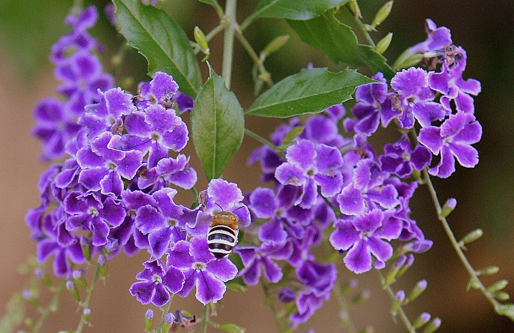 Duranta Repens 'Geisha Girl' - l'impollinazione