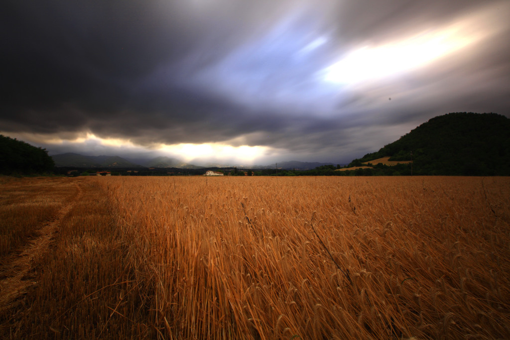 mietitura interrotta dal maltempo