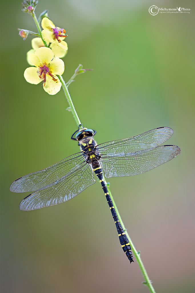 Gomphus-vulgatissimus-(Linnaeus,-1758)