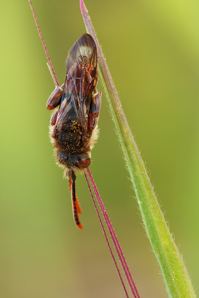 Nomada sp.