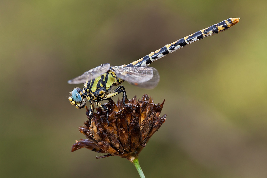 Onychogomphus uncatus