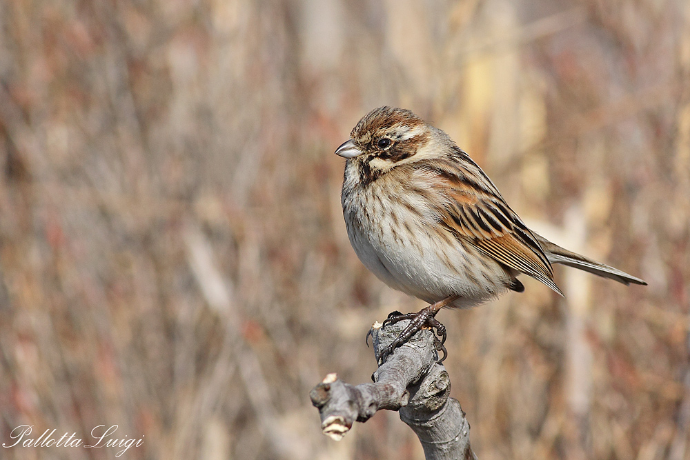 Migliarino di palude (Emberiza schoeniclus)