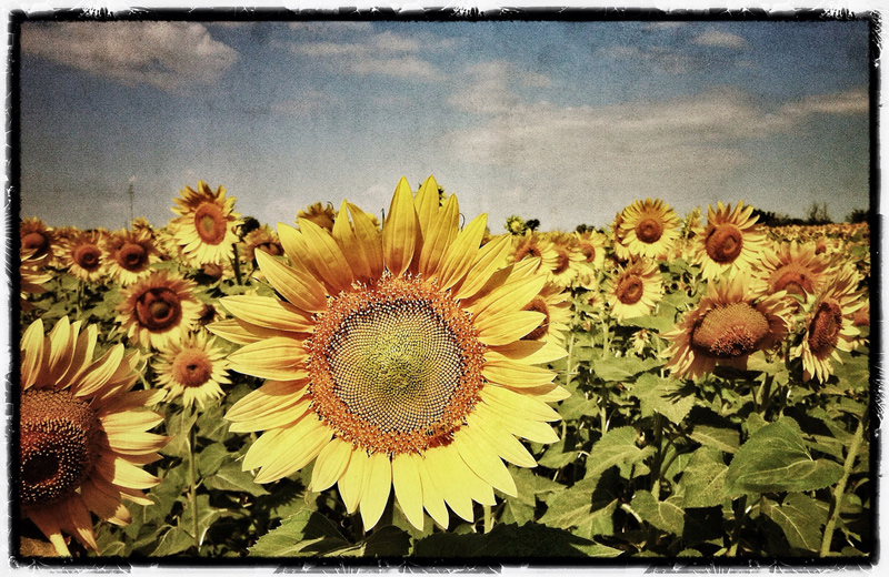 iPhone 4 pi� Snapseed App