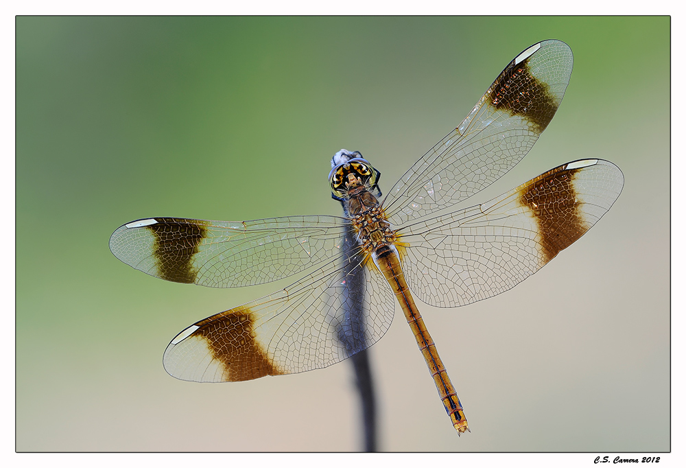 Sympetrum pedemontanum femmina