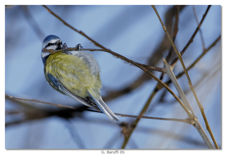 Cinciarella - apro le danze! ;-)