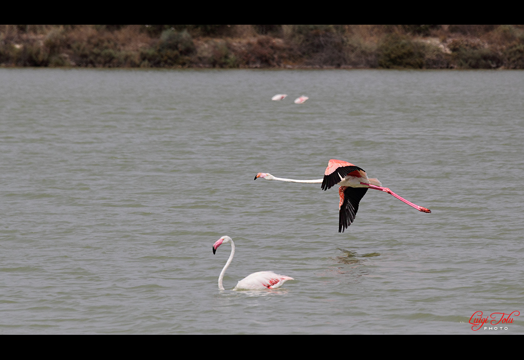 Fenicotteri allo stagno
