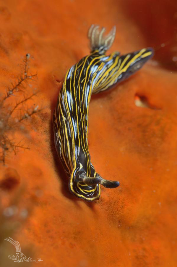 Hipselodoris vilafranca