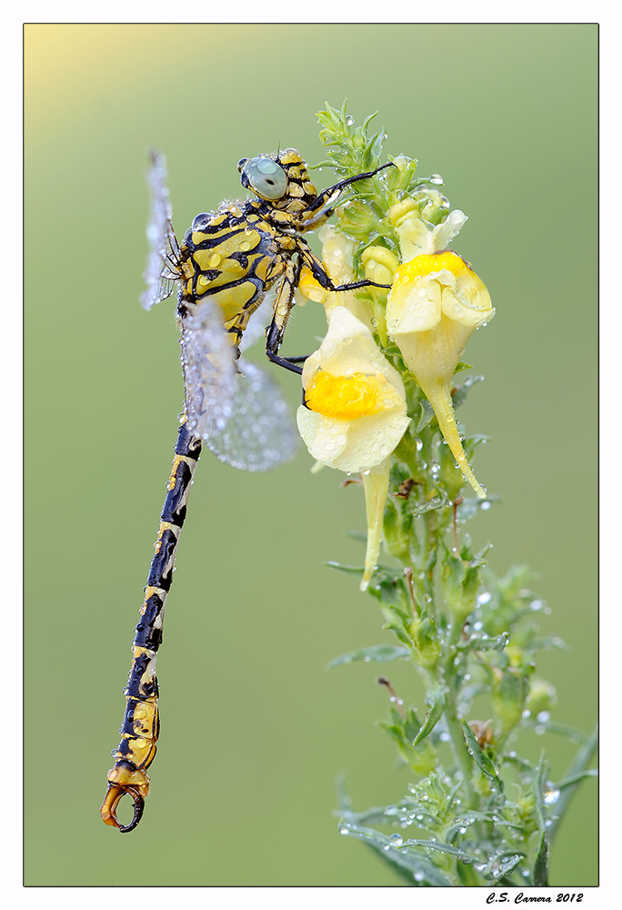 Onychogomphus forcipatus unguiculatus