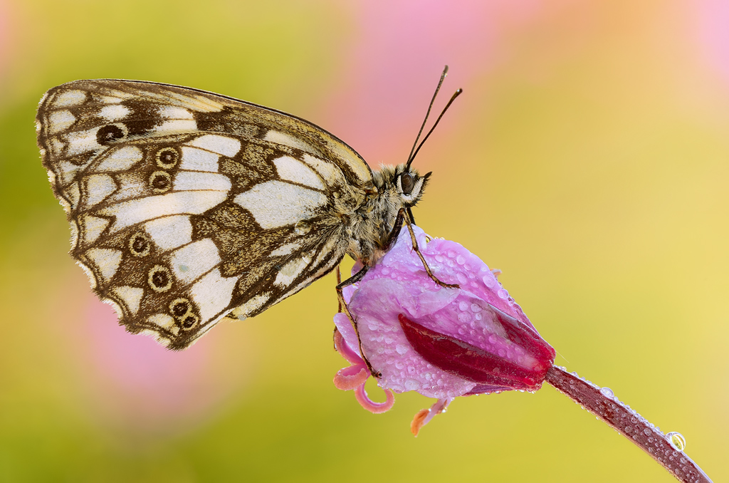 Melanargia galatea