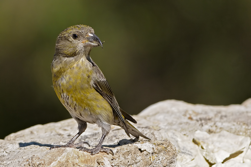 Crociere (Loxia curvirostra)