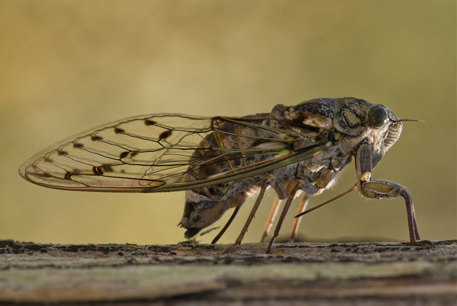 Tutti la sentono, nessuno la vede...