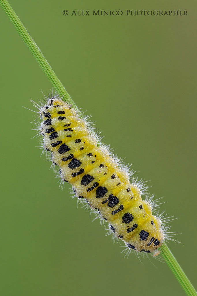 Zygaena filipendulae