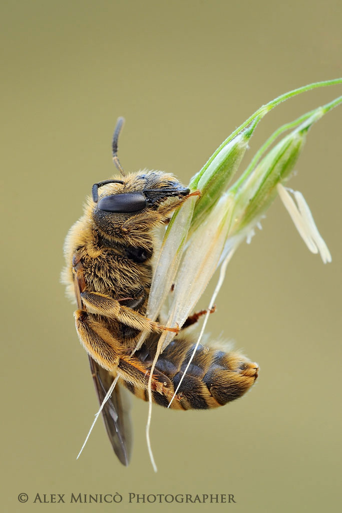 Halictus scabiosae