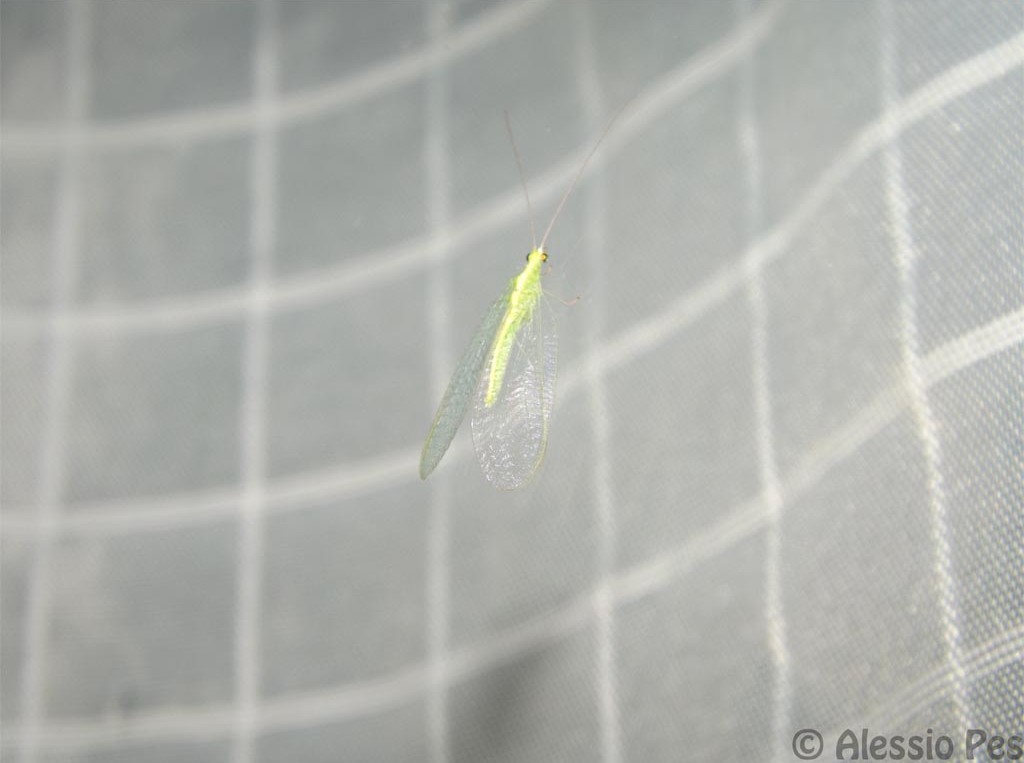 Primissimo Tentativo di Macro