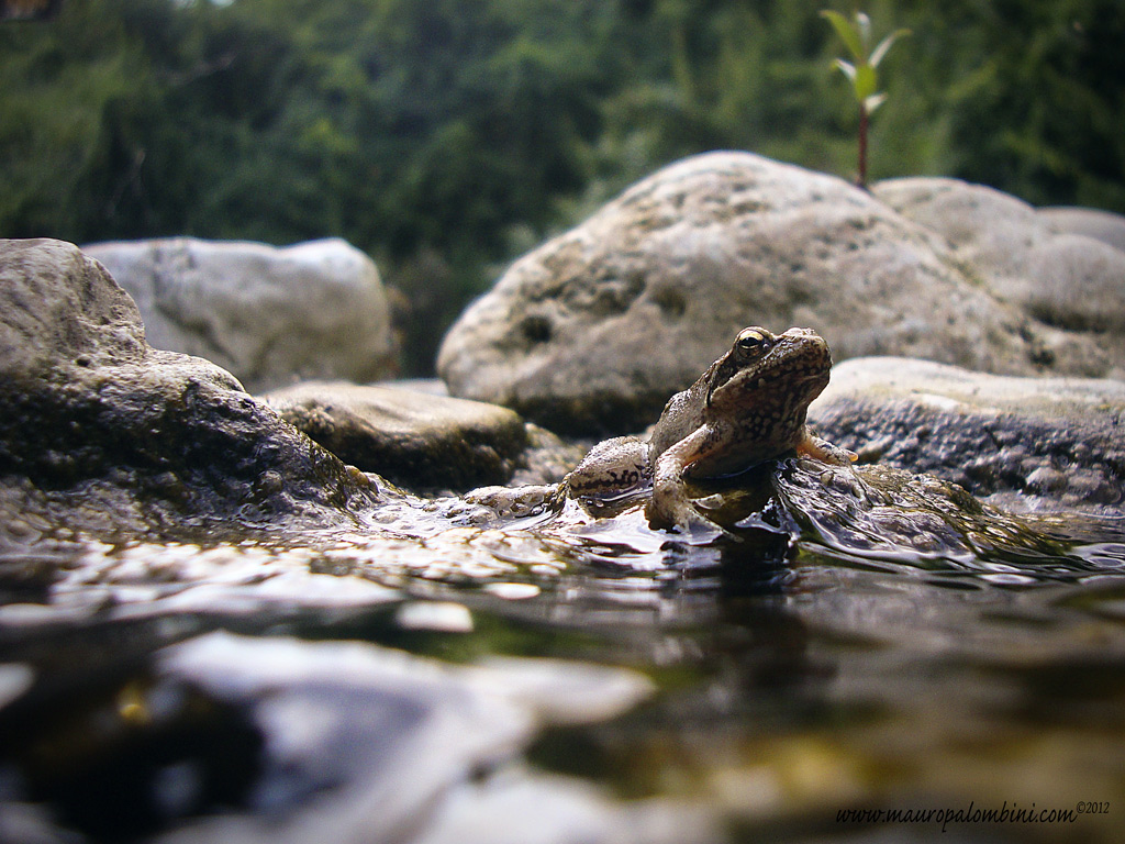 Ranocchio spocchioso...