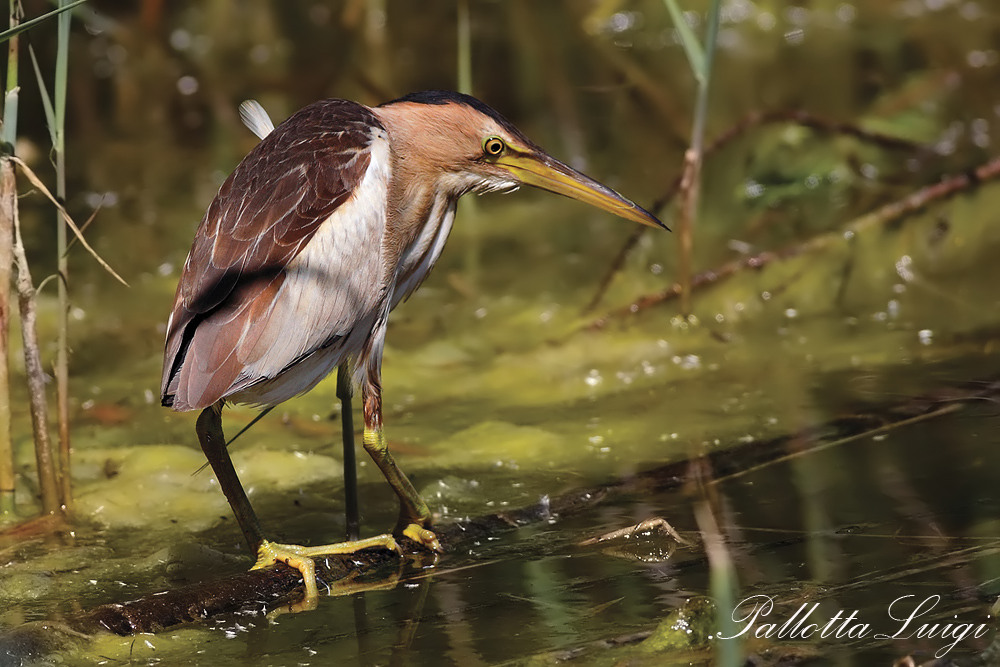 Tarabusino femmina (Lxobrychus minutus)