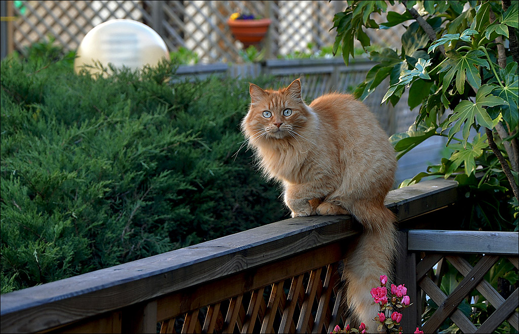 Uno sguardo ipnotico