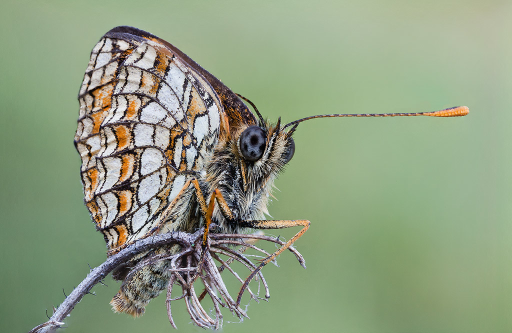 Melitea in  Focus stacking