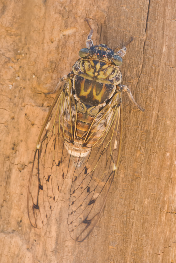 Cicala mimetizzata