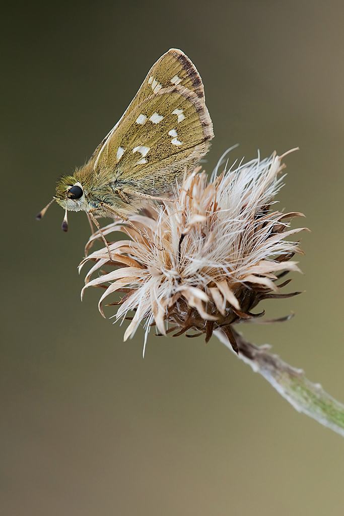 Hesperia comma