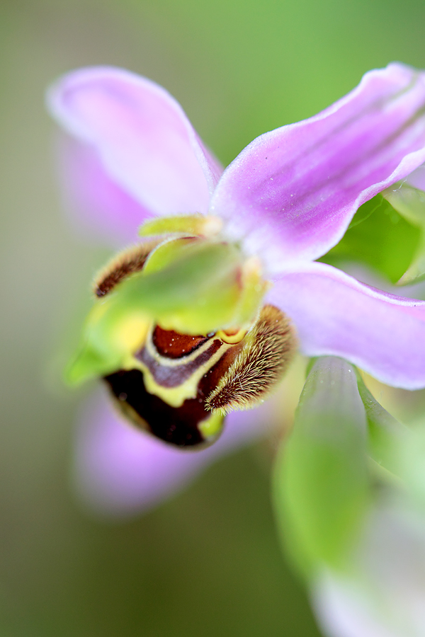 ophrys apifera