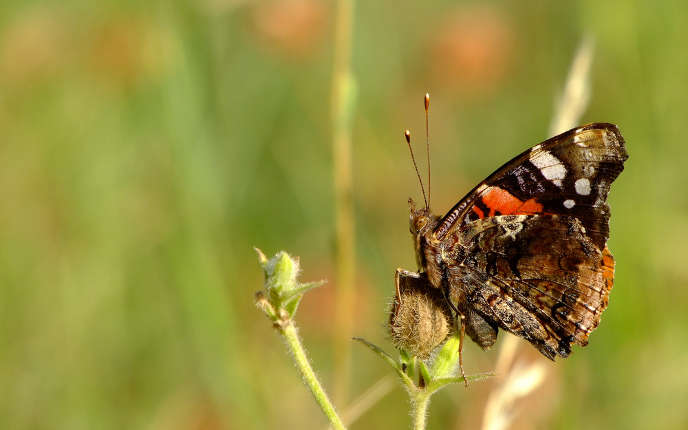 Vanessa Atalanta