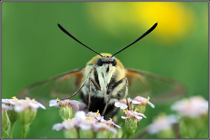 Macroglossinae: Hemaris tityus