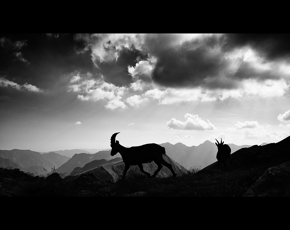 Stambecchi al tramonto