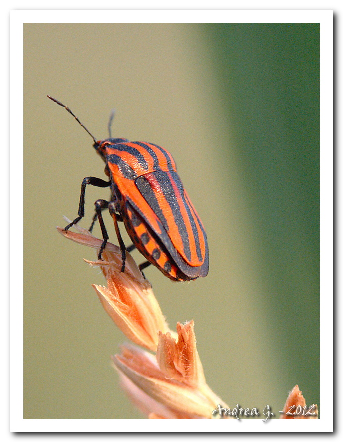 graphosoma lineatum
