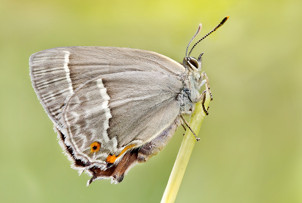 licedine grigia  2 (Neozephyrus quercus)