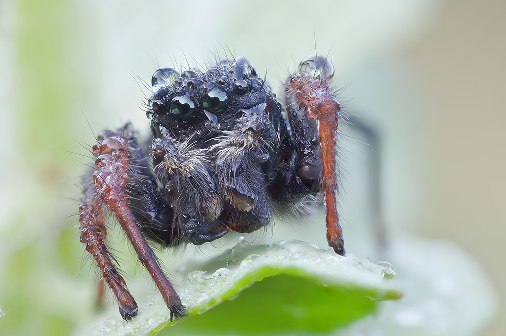 oime sono piccolo e nero..... RR3,5:1