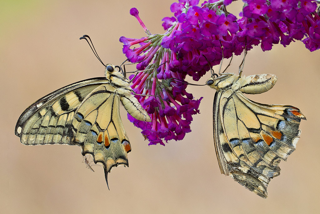 Maschio e Femmina + ospite