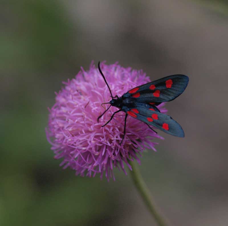 era quasi verso sera.....