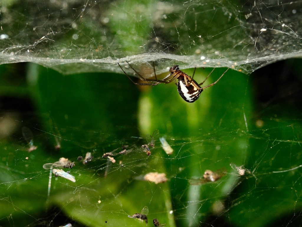 Nella tana del ragno (secondo tentativo)